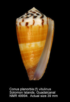 Conus planorbis (f) vitulinus.jpg - Conus planorbis (f) vitulinusHwass,1792
